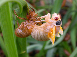 An adult cicada shedding its exoskeleton