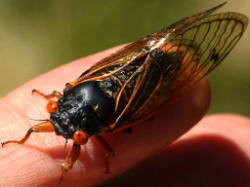 A big male cicada from Brood X