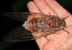Largest cicada species in the world sitting on someones hand