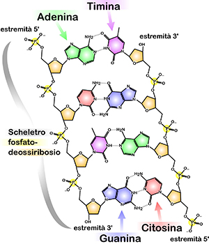 Illustrazione che mostra la struttura molecolare delle coppie di basi