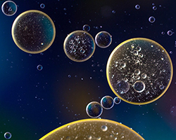 Close up image of oil droplets staying separated from water
