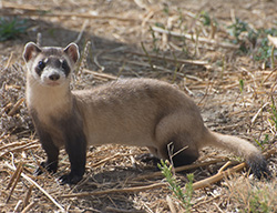 Black Footed Ferret paused in grass and scrub brush.