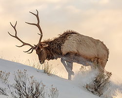 Bull elk climbing uphill in snow