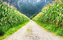 Path between corn fields.