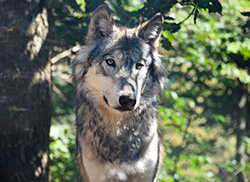 Grey wolf resting under a tree. 