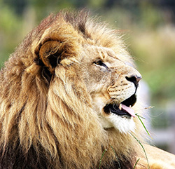 Lion sticking his tongue out. 