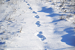 Path through the snow with animal tracks.