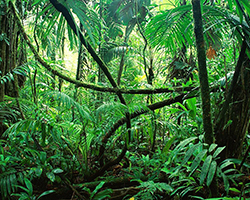 Thick green trees and plants in the middle of a rainforest