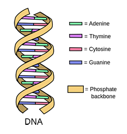 An illustration showing DNA, and that it's made up of four bases.