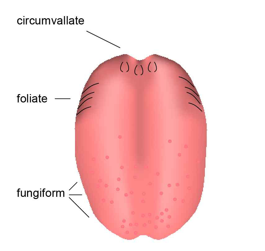 Human Tongue Taste Papillae And Their Afferent Nerve - vrogue.co