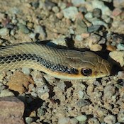 patch-nosed snake