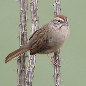 Rufous-crowned sparrow