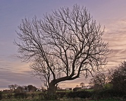 image of dormant tree