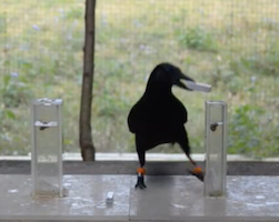 Crow solving puzzles