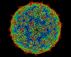 Colorized image of a human rhinovirus