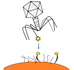 virus en een gastheercel