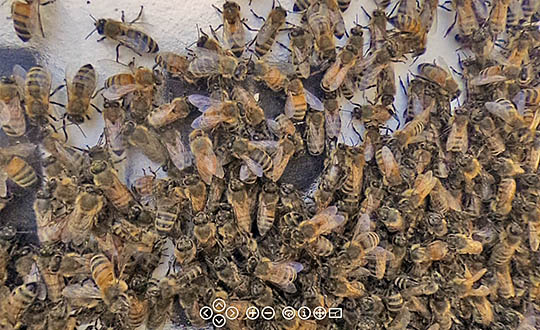 Honey bee hive 360 VR