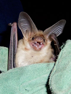 bat in blanket