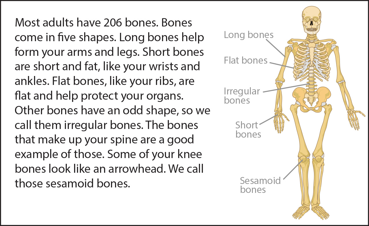 Biology Reading Flashcards - Bones | ASU - Ask A Biologist