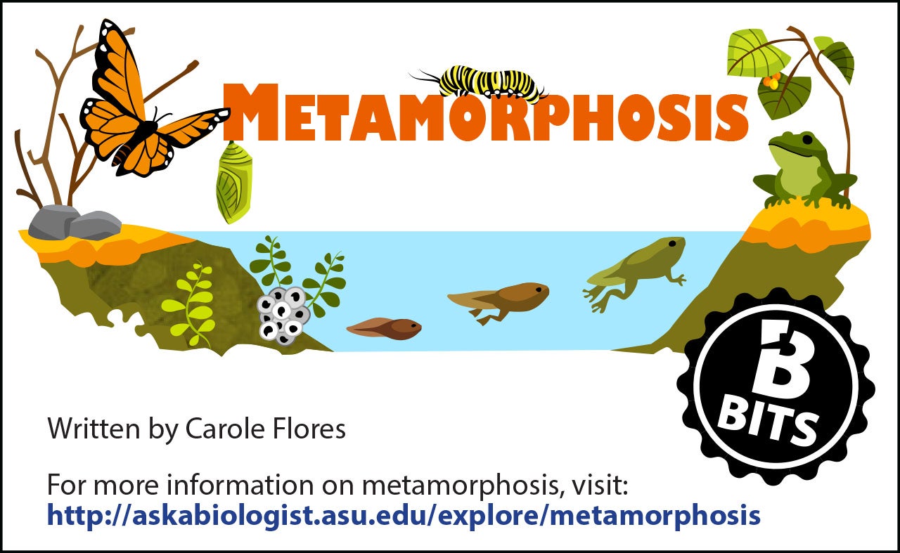 difference-between-complete-and-incomplete-metamorphosis-definition