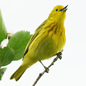 Yellow Warbler thumbnail