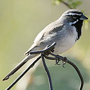Black-throated Sparrow thumbnail