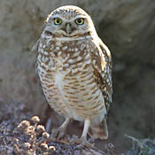 Burrowing Owl thumbnail