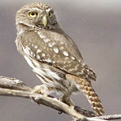 Ferruginous Pygmy-Owl thumbnail