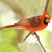 Northern Cardinal thumbnail