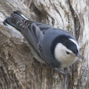 White-breasted Nuthatch thumbnail