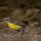 Yellow-breasted Chat thumbnail