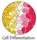 cell 
  differentiation