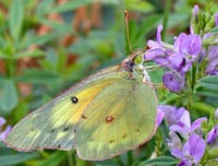 Female Orange Sulphurs Butterfly