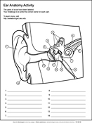 Human Ear Anatomy Worksheet