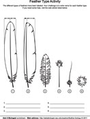 Feather Type & Anatomy Worksheet