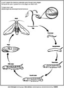 Caterpillar moth life cycle activity