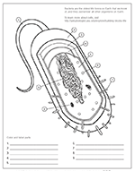 Bacterial cell coloring worksheet