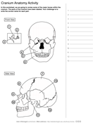 Skull anatomy activity