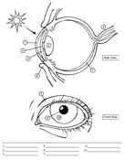 Human Eye Worksheet