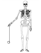 Yo-Yo Skeleton