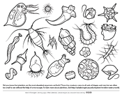 Plankton Coloring Page