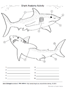 Shark anatomy coloring page