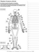 Bone Anatomy  Ask A Biologist