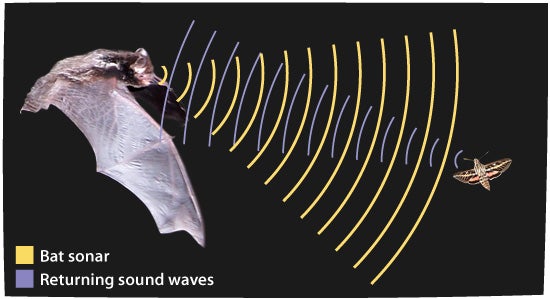 Image result for Bat echolocation