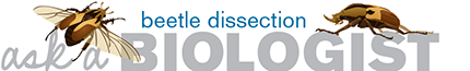beetle dissection logo