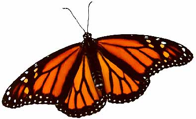 female monarch