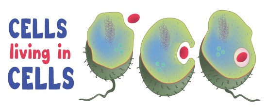 Endosymbiosis