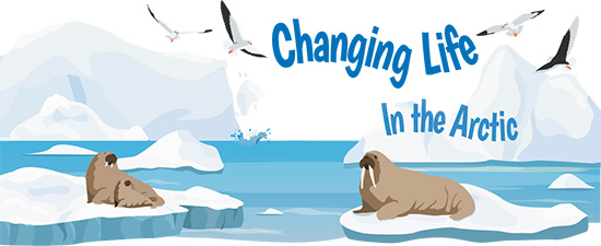 Changing life in the Arctic illustration with walrus and gulls