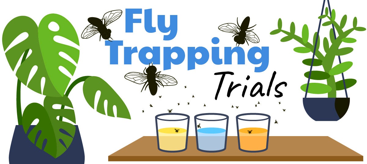 Fly Trapping Trials. A table with three cups surrounded by plants and flies.