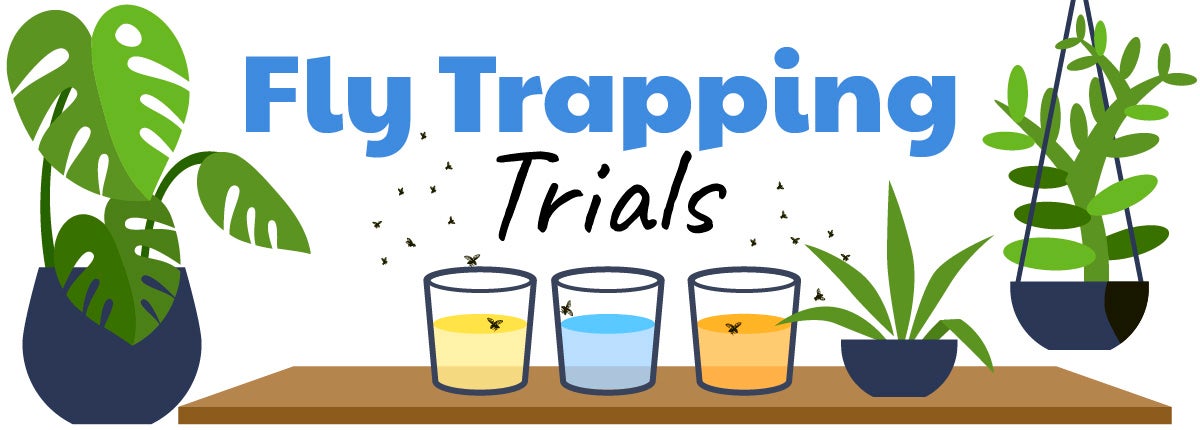 Fly Trapping Trials. A table with three cups surrounded by plants and flies.